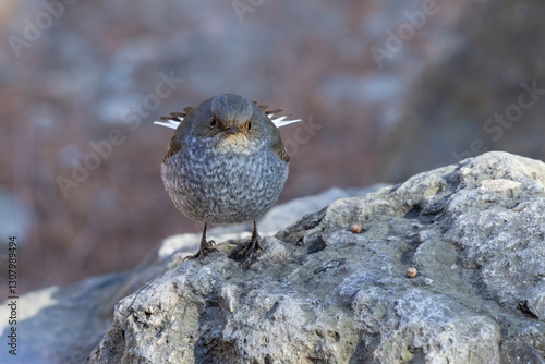 Obraz na płótnie Plumbeous Redstart bird w salonie