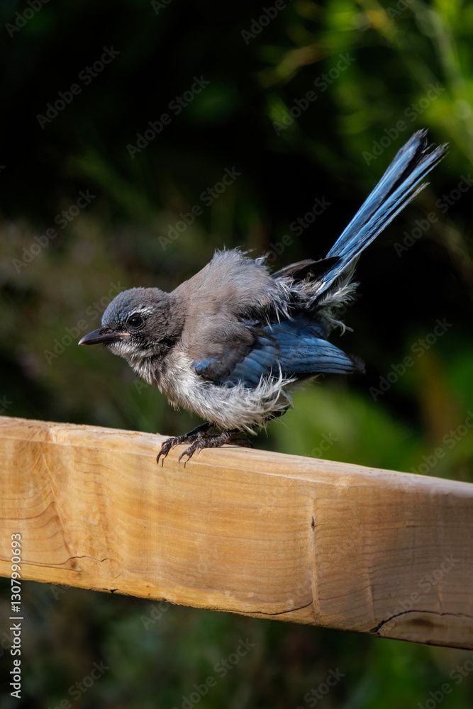 California scrub jay bird