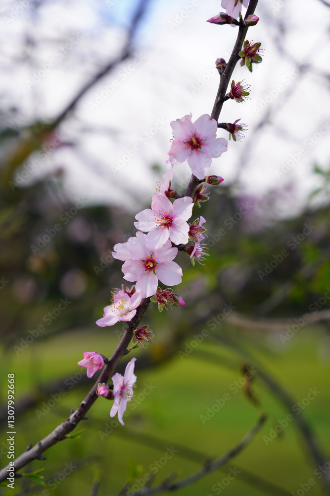 Almond flowers. Flowering almond tree in the garden. Blooming pink flowers on the branches Almond flowers. Flowering almond tree in the garden. Blooming pink flowers on the branches