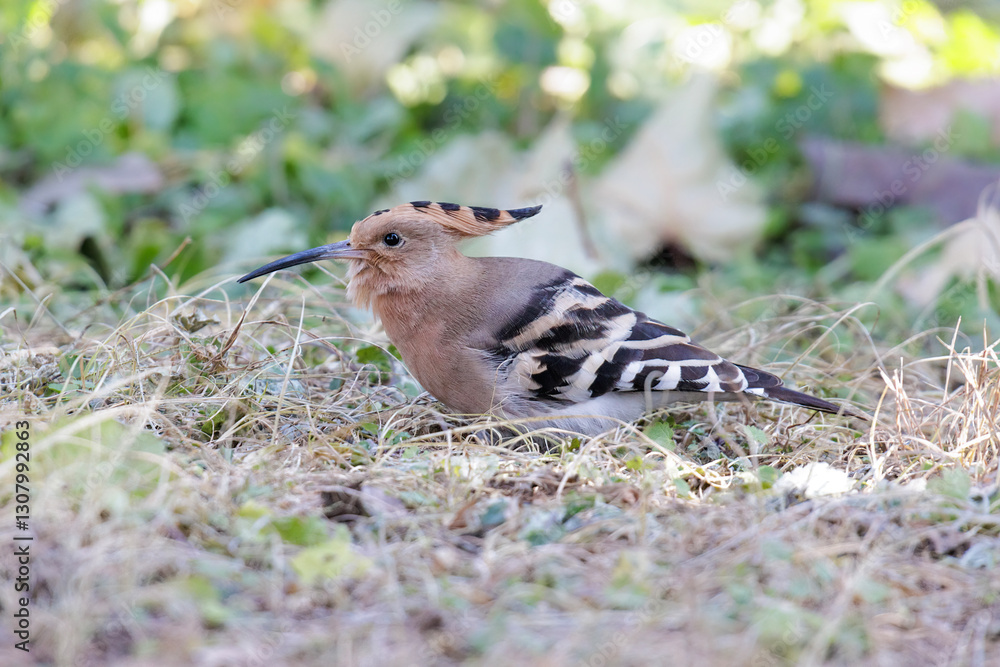 Eurasian Hoopoe bird