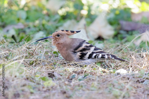 Obraz na płótnie Eurasian Hoopoe bird w salonie