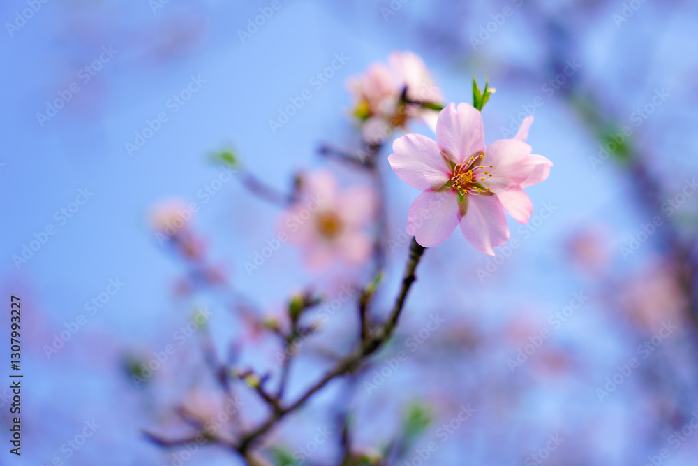 Almond flowers. Flowering almond tree in the garden. Blooming pink flowers on the branches Almond flowers. Flowering almond tree in the garden. Blooming pink flowers on the branches