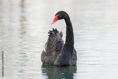 Fototapeta Naklejka Na Ścianę i Meble -  Black swan
