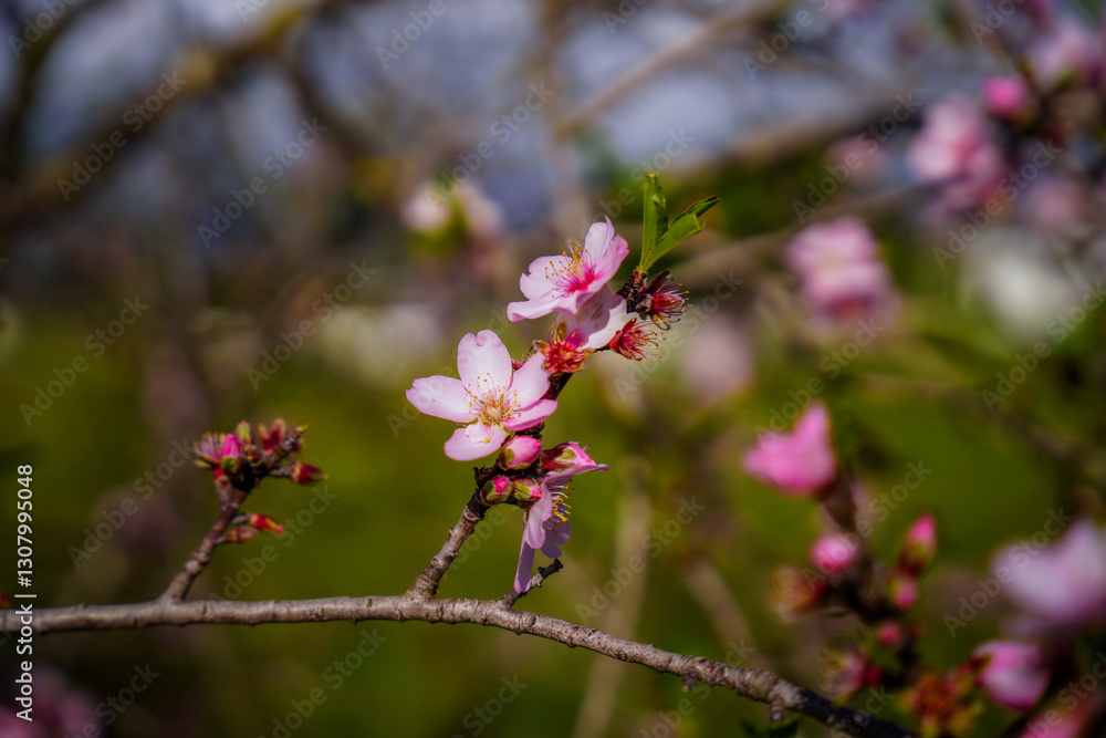 Almond flowers. Flowering almond tree in the garden. Blooming pink flowers on the branches Almond flowers. Flowering almond tree in the garden. Blooming pink flowers on the branches