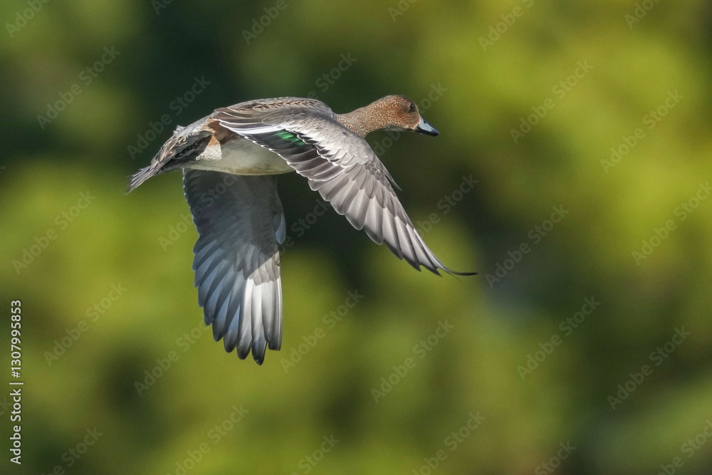 eurasian wigeon in a field eurasian wigeon in a field