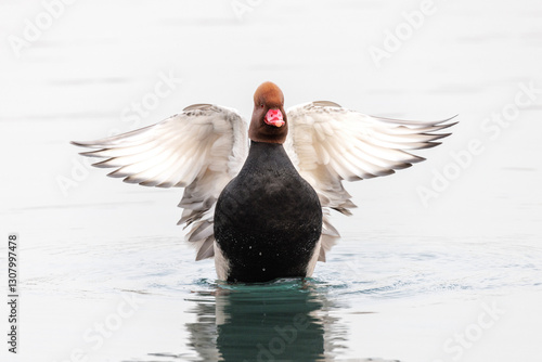 Red crested Pochard
