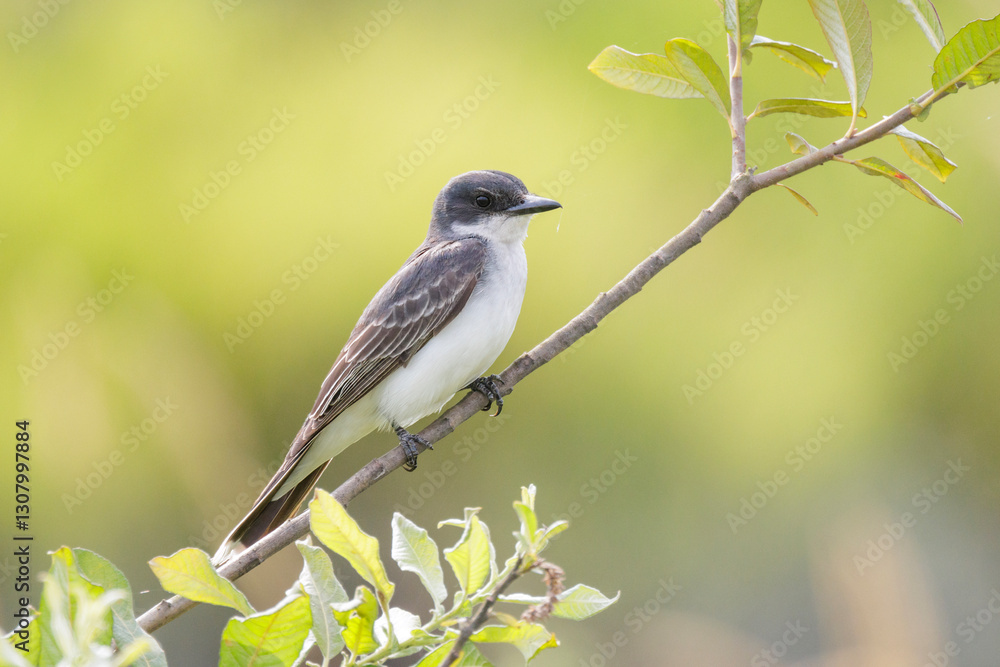 Eastern kingbird bird
