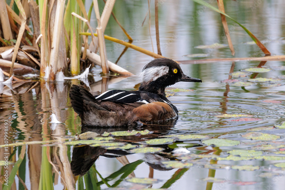 Hooded merganser