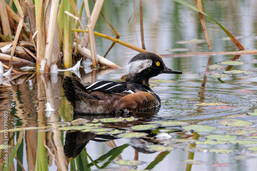 Obraz na płótnie Hooded merganser w salonie