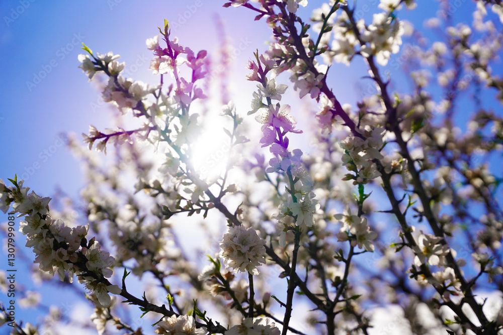 Almond flowers. Flowering almond tree in the garden. Blooming pink flowers on the branches Almond flowers. Flowering almond tree in the garden. Blooming pink flowers on the branches