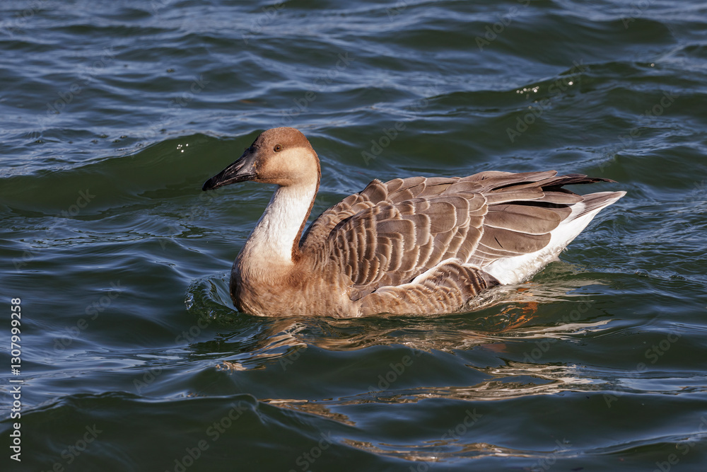 Swan Goose bird