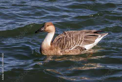 Obraz na płótnie Swan Goose bird w salonie