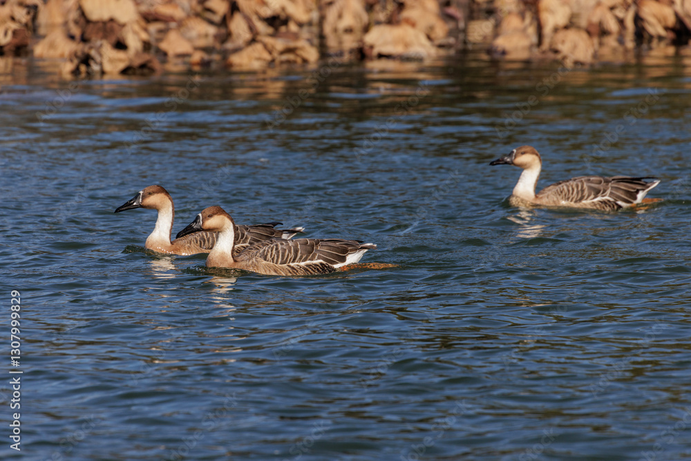 Fototapeta premium Swan Goose bird