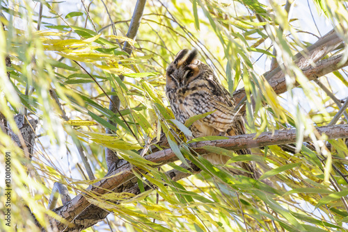 Obraz na płótnie Long eared owl w salonie