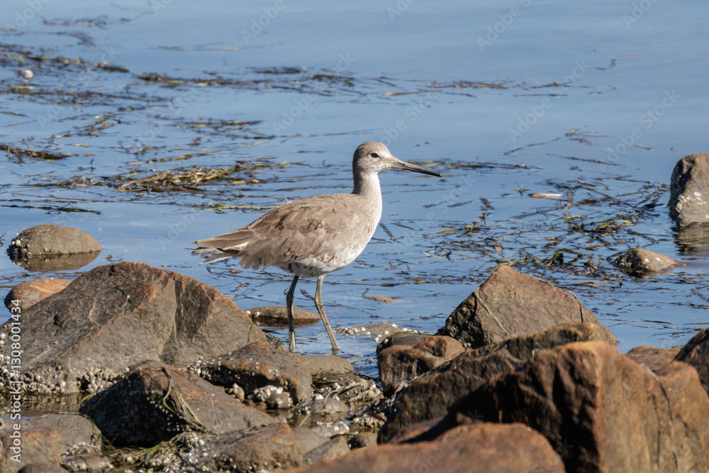 Willet bird