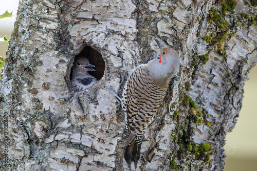 Obraz na płótnie Northern flicker bird w salonie