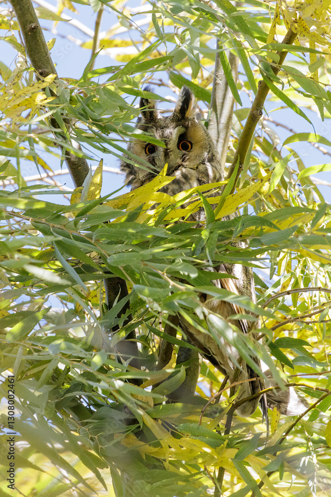 Long eared owl