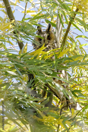 Obraz na płótnie Long eared owl w salonie