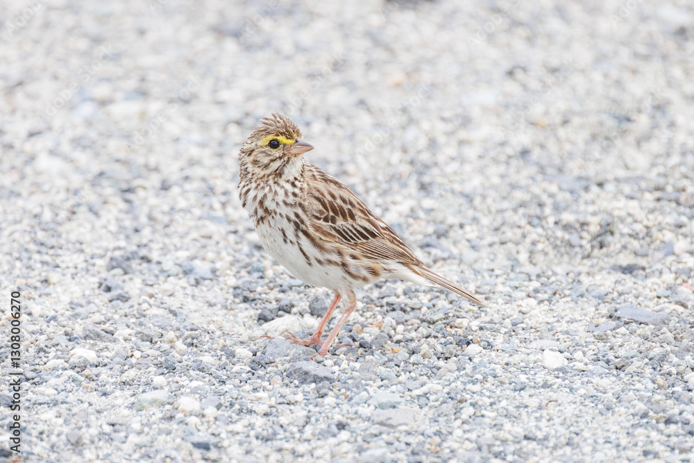 Savannah sparrow bird