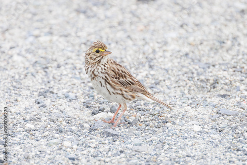 Obraz na płótnie Savannah sparrow bird w salonie