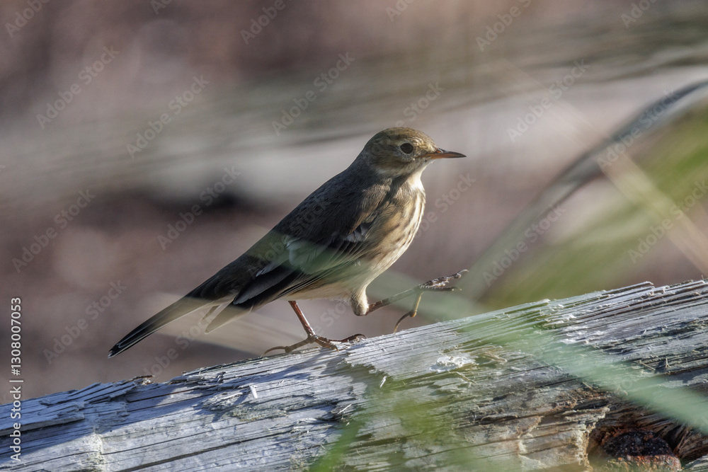 Fototapeta premium American Pipit bird