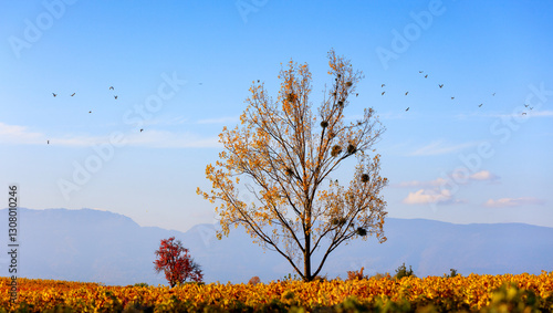 A lone tree in a field on a sunny day in autumn. Beautiful warm lighting.