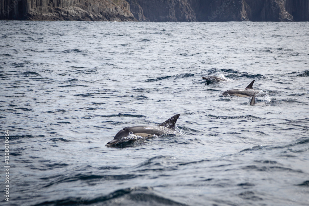 Fototapeta premium dolphins