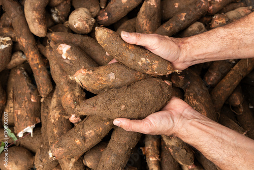 Cassava in the hands of the farmer in the Colombian market square - Manihot esculenta