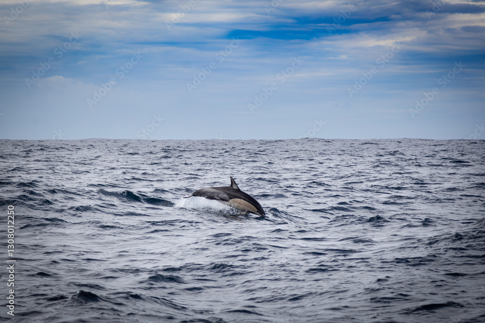 Fototapeta premium dolphin