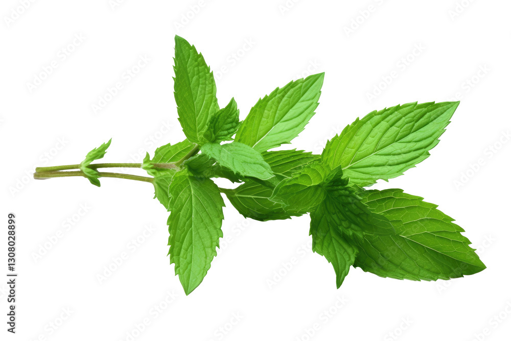 mint sprig on transparent background mint sprig on transparent background