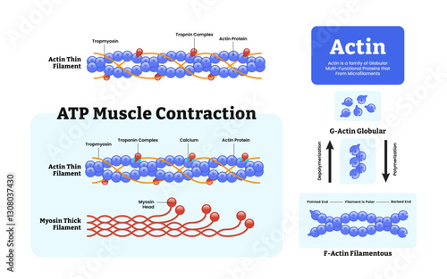 Actin ATP Muscle Contraction diagram. Labeled with protein structure and location. Polymerization explanation with pointed end, polar and barbed. Actin thin filament scheme