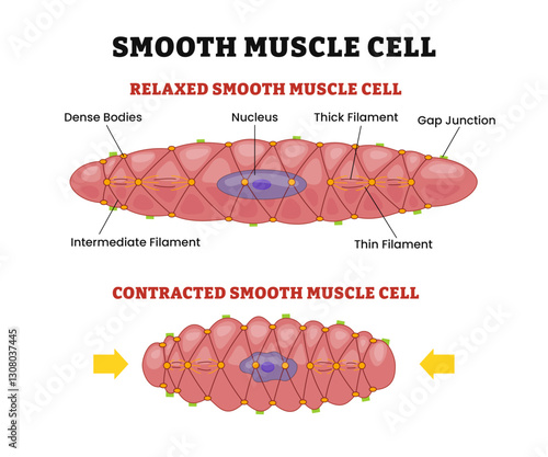 Smooth muscle cells structure anatomy diagram, comparison with relaxed or contracted states and shape differences, labeled gap junction, nucleus, dense bodies, thin and thick filaments.
