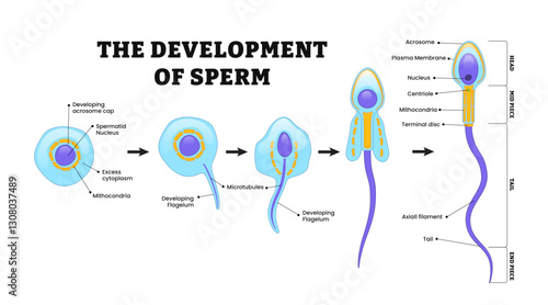 Sperm Development. Espermatozoide. Diagram of a human sperm cell. Human Sperm cell Anatomy structure of spermatozoon. Male reproductive system.