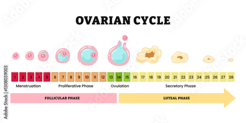 Ovarian cycle. Menstrual cycle diagram. Menstrual, proliferative ovulation and secretory phases. Luteal and Follicular phase. Growing follicle, Oocyte and Corpus luteum. Medical illustration vector.