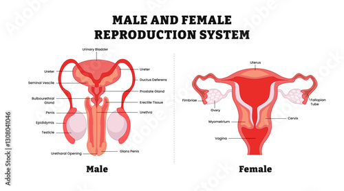 Male and female reproductive system structure anatomy median section with main parts, medical illustration diagram poster. Labeled human body front view, vector illustration.