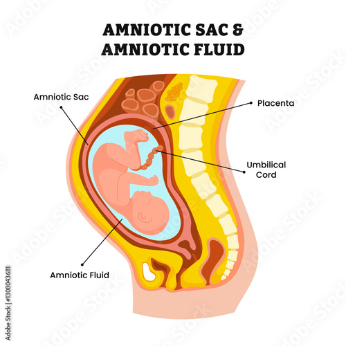Amniotic sac and amniotic fluid structure anatomy, protects fetus during pregnancy, baby fetal care, placenta, umbilical cord, woman reproductive system. Medical illustration vector