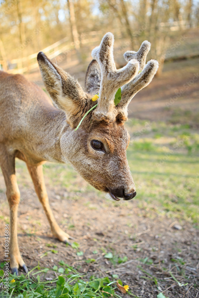 A young deer with soft, short antlers grazes on lush green grass in a sunlit meadow. The warm sunlight highlights its sleek fur, creating a peaceful and natural scene. A young deer with soft, short antlers grazes on lush green grass in a sunlit meadow. The warm sunlight highlights its sleek fur, creating a peaceful and natural scene.