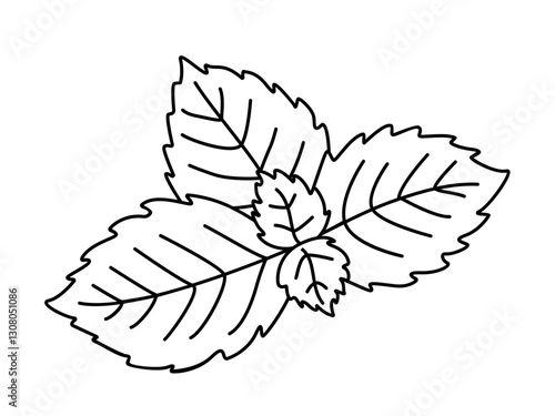 Fresh young mint leaves - ingredient and decoration for drinks. Linear vector illustration for coloring. Outline. Hand drawing.	