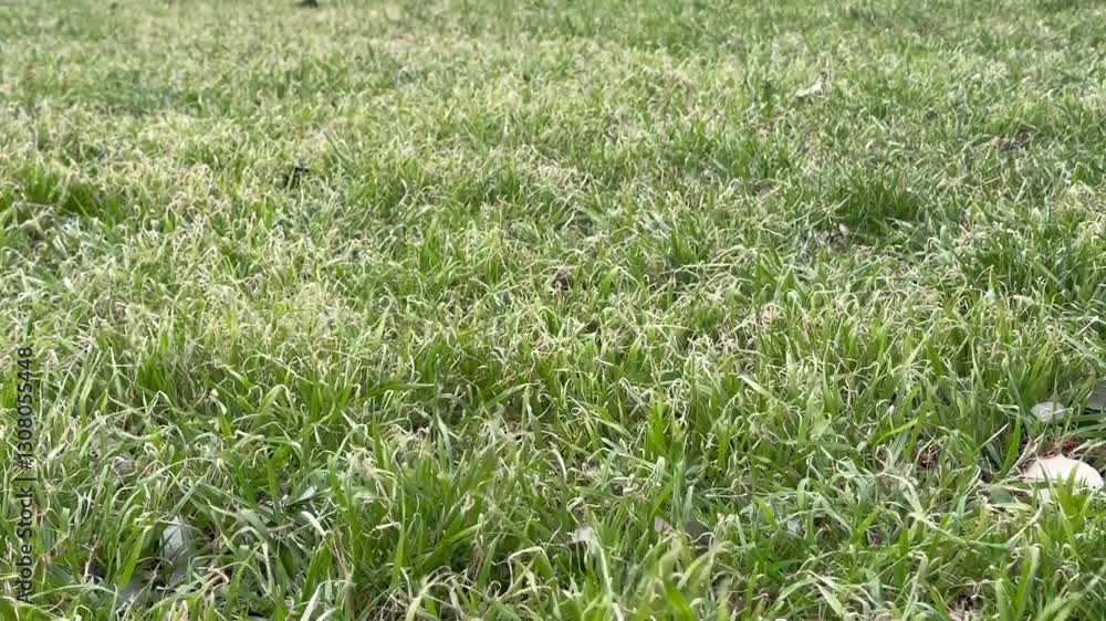 green grass background