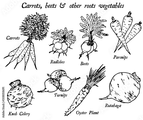 Foto Root Vegetables Icon Set, Vintage Style Vector Illustration