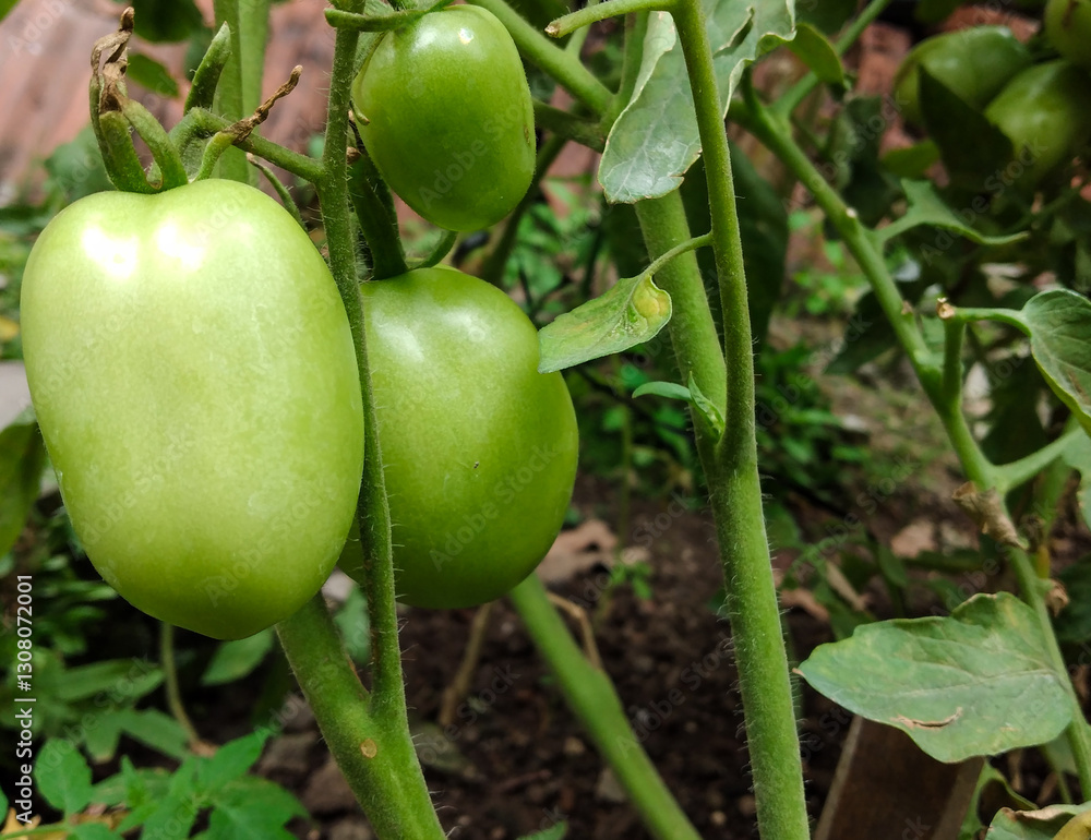 Unripe green tomatoes on a vine