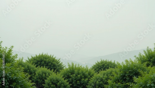 Foggy Mountain View From Trees photo