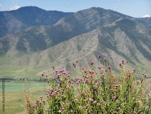 View on Altai valley from mountain pass Chike-Taman. Cirsium bushes are on foreground. photo