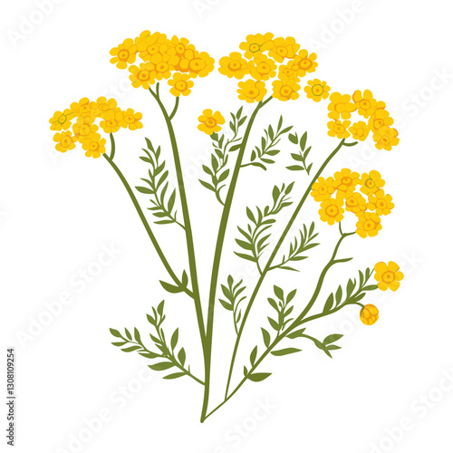 A yellow Yarrow wildflower clip art flowers illustration design vector
