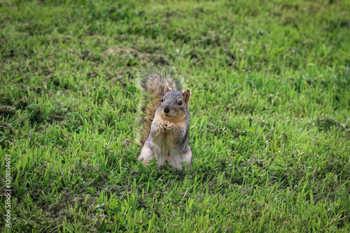 Vászonkép Adorable squirrel standing on its hind legs in green grass