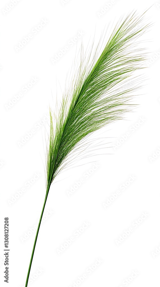 Green grass stem, isolated, nature, botanical, background, design element Green grass stem, isolated, nature, botanical, background, design element