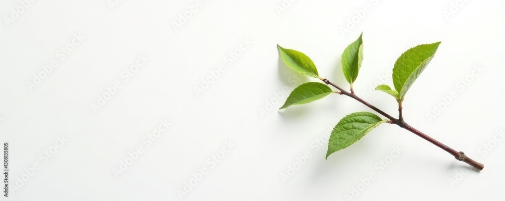 Obraz premium Single branch against white background with dust, white, background