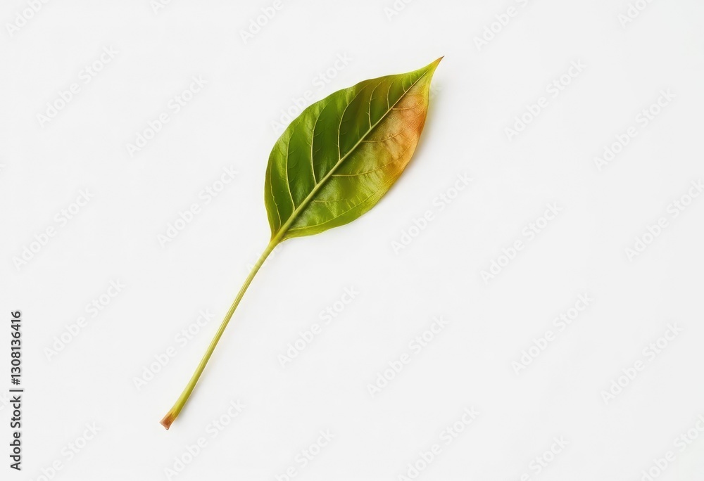 Fototapeta premium Single wilting leaf isolated on pure white backdrop, design, leaf
