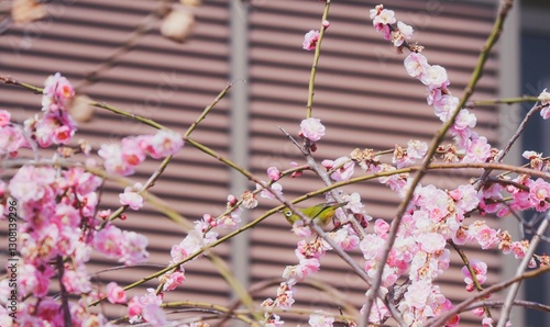 Wallpaper Mural Warbling white-eye bird on blooming plum blossoms in spring in Japan Torontodigital.ca