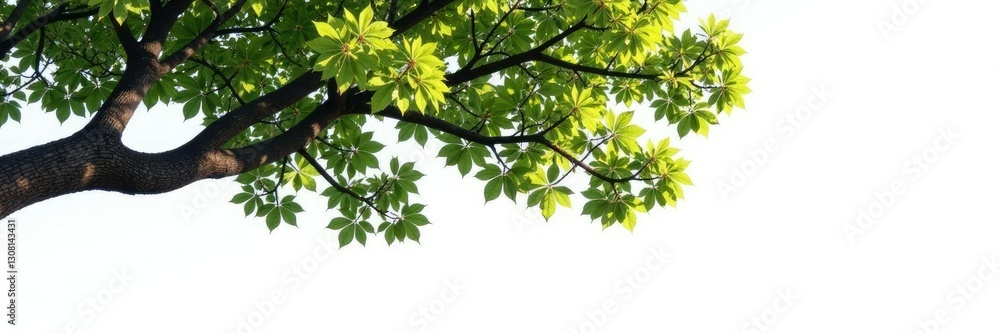 Large tree branch against stark white surface, woody, isolated Large tree branch against stark white surface, woody, isolated